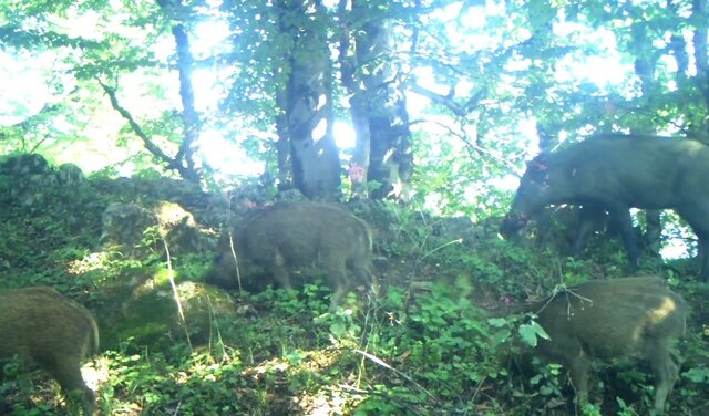 جنگلهای هیرکانی؛ گنجینه ارزشمند طبیعی گیلان