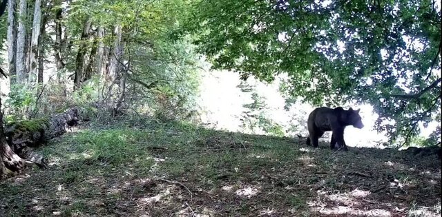 جنگلهای هیرکانی؛ گنجینه ارزشمند طبیعی گیلان