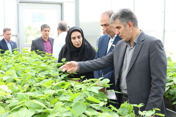 تولید ۹۰۰ اصله نهال کشت بافتی از چهار رقم مختلف توت تولید ۹۰۰ اصله نهال کشت بافتی از چهار رقم مختلف توت