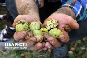 جنگل‌های سرسبز سهرورد میزبان چهارمین جشنواره ملی گردو