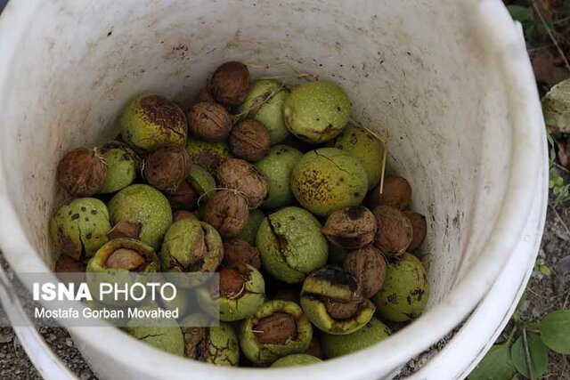 آغاز برداشت نوبرانه گردو از باغات گیلان