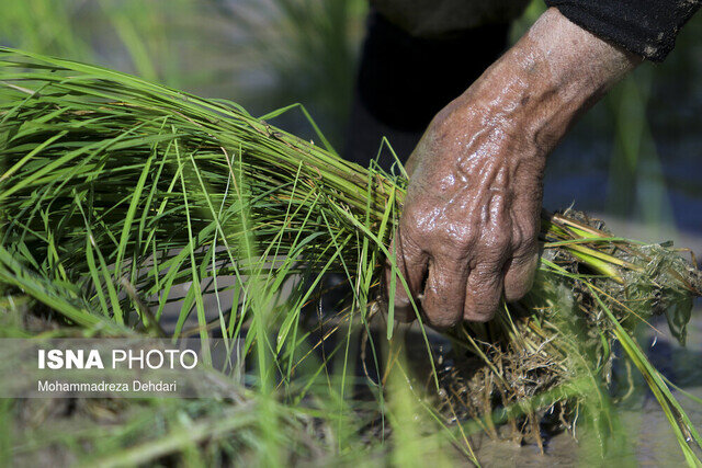 عکس تزئینی است سود دوگانه کشت علوفهای، برای کشاورز و دامدارهای خدابندهای