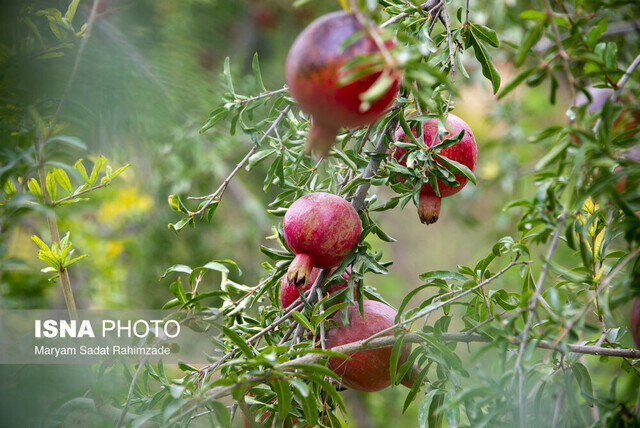 ترش و شیرین انار در سفرههای گیلان