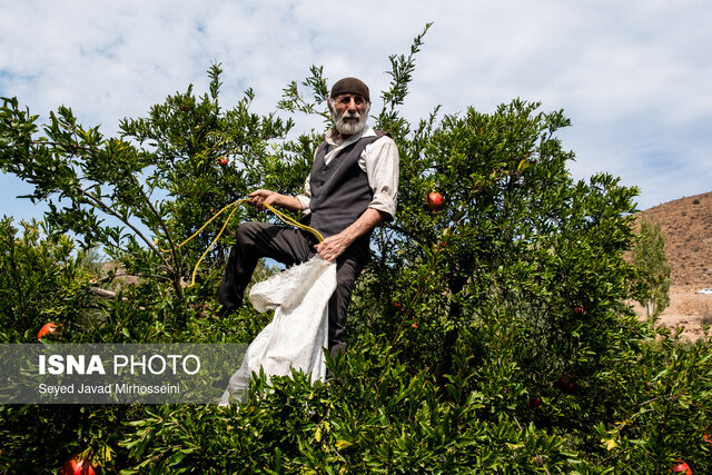 انار، یاقوت سرخی که معجزه میکند