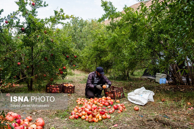 ترش و شیرین انار در سفرههای گیلان