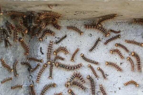 طغیان آفت «ابریشم باف ناجور» در گیلان