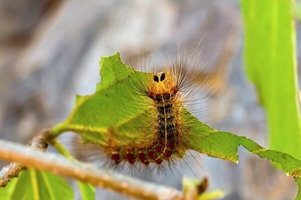 طغیان آفت «ابریشم باف ناجور» در گیلان