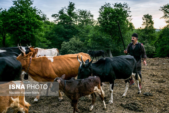 سیاگالش حافظ نظام دامداری و منافع جنگل نشینان است