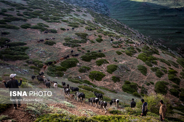 سیاگالش حافظ نظام دامداری و منافع جنگل نشینان است