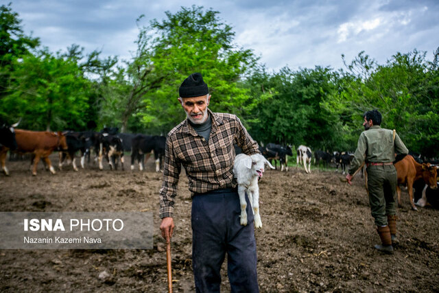 سیاگالش حافظ نظام دامداری و منافع جنگل نشینان است