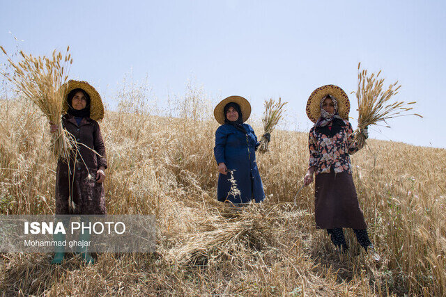 بیش از ۴۱۱ روستای گیلان مجری طرح جهش تولید در دیمزارها