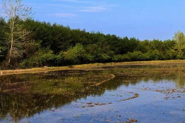لایروبی ۱۰ هکتار از آببندانهای شهرستان خمام لایروبی ۱۰ هکتار از آببندانهای شهرستان خمام