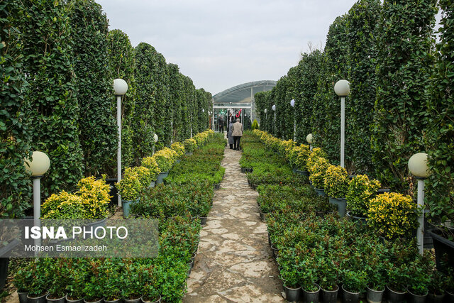 تولید ۶۰۰ هزار اصله نهال مثمر در نهالستان های گیلان