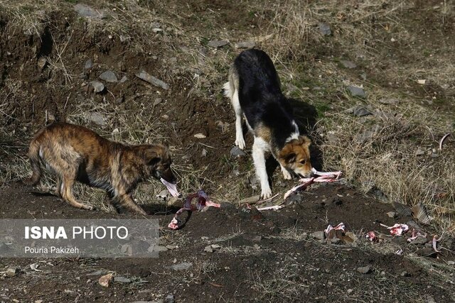 خطر توزیع غذا بین حیوانات بیصاحب گیلان را تهدید میکند