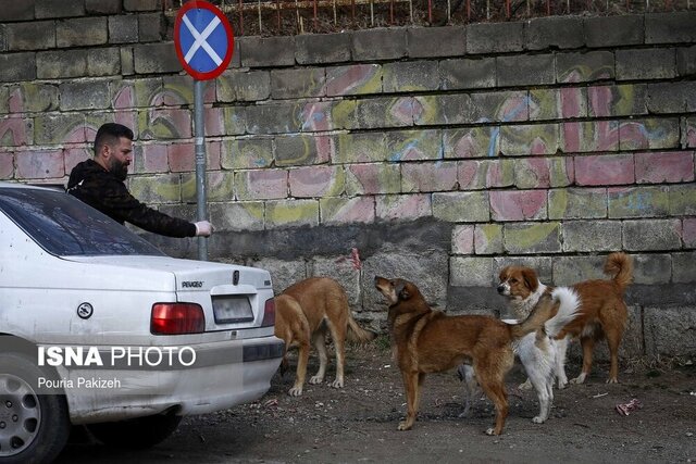 خطر توزیع غذا بین حیوانات بیصاحب گیلان را تهدید میکند