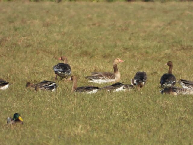 غازهای خاکستری و پیشانی سفید وارد گیلان شدند