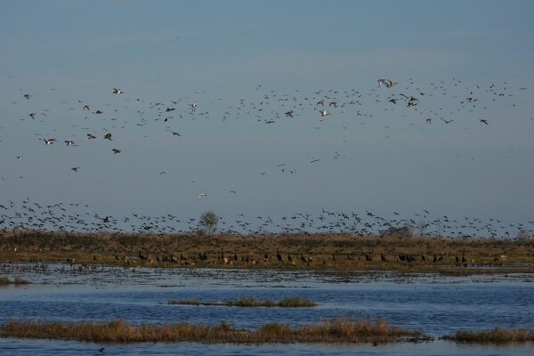 غازهای خاکستری و پیشانی سفید وارد گیلان شدند غازهای خاکستری و پیشانی سفید وارد گیلان شدند