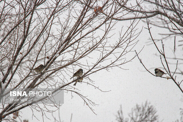 عکس تزئینی است پایداری هوای سر در زنجان طی روزهای آینده