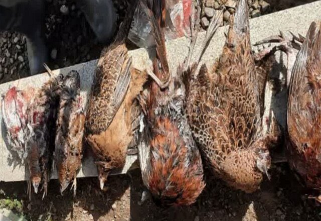 دستگیری شکارچی ۶ قطعه قرقاول و ابیا در صومعهسرا دستگیری شکارچی ۶ قطعه قرقاول و ابیا در صومعهسرا