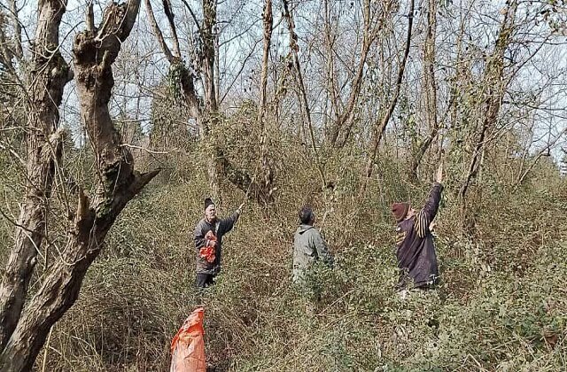 جمع آوری گیاه مهاجم آروجیا در پارک ملی بوجاق کیاشهر