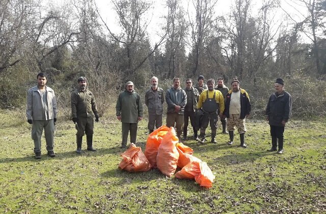 جمع آوری گیاه مهاجم آروجیا در پارک ملی بوجاق کیاشهر