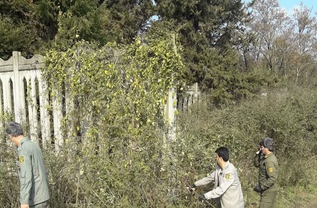 جمع آوری گیاه مهاجم آروجیا در پارک ملی بوجاق کیاشهر