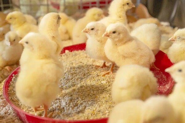 کاهش ۵۰ درصدی خسارت اقتصادی ناشی از آسیت در جوجههای گوشتی کاهش ۵۰ درصدی خسارت اقتصادی ناشی از آسیت در جوجههای گوشتی