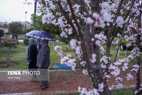 گیلان سرد در نوروز/ کاهش ۱۵ تا ۲۰ درجه ای دما