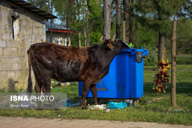 سفر به گیلان زیبا با ردپایی نگرانکننده از پسماندها