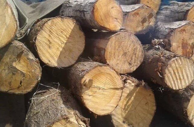 کشف ۱۰ تن چوب جنگلی قاچاق در شفت کشف ۱۰ تن چوب جنگلی قاچاق در شفت
