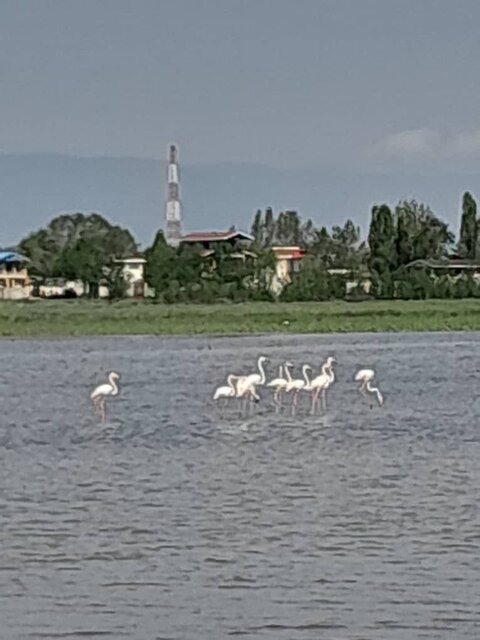 پناهگاه حیات وحش لوندویل میزبان فلامینگوهای مهاجر