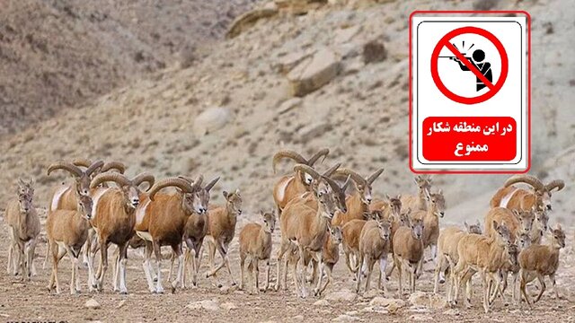 تمدید ۵ ساله وضعیت شکار ممنوع برای حیات‌وحش عمارلو