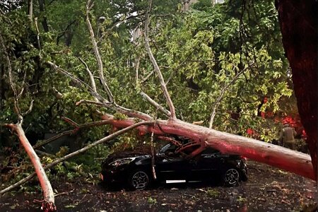 تزیینی تندباد به گیلان خسارت زد / سقوط ۲۰ اصله درخت و کندهشدن چندین سقف