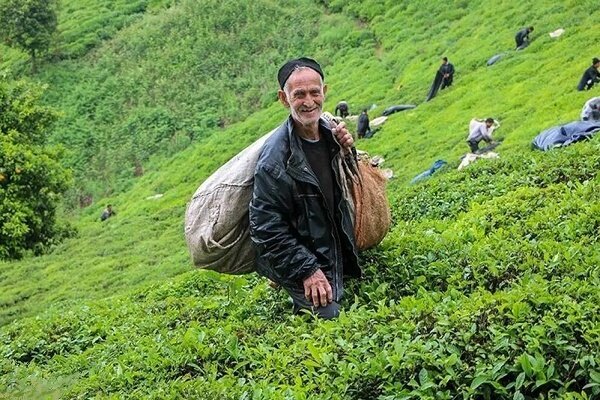 خرید ۲۵ هزار تنی برگ سبز بهاره از چایکاران خرید ۲۵ هزار تنی برگ سبز بهاره از چایکاران