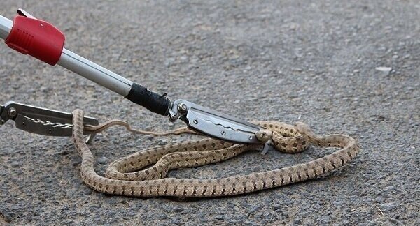 عکس آرشیوی است صید مار «چلیپر» از منزل مسکونی در رشت