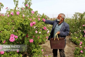 گیلان ۱۳۰ هکتار سطح زیر کشت گل محمدی دارد