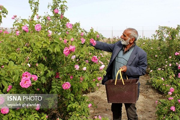 گیلان ۱۳۰ هکتار سطح زیر کشت گل محمدی دارد