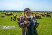 چاقوی دولبه توسعه دامداری و تخریب مراتع/ ضرورت مدیریت علمی برای حفظ سرمایه‌های طبیعی