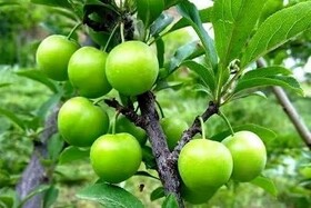 پیش بینی برداشت ۱۶ هزار تنی گوجه سبز از باغات گیلان