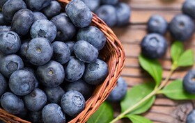 خواص دارویی بلوبری؛ سیاه گیله گیلان