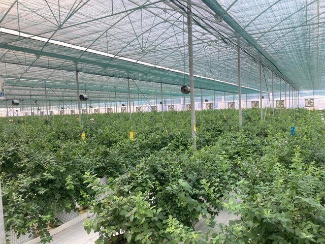 ویلاسازی در گیلان؛ ممنوع