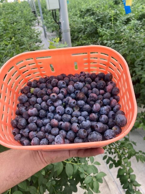 ویلاسازی در گیلان؛ ممنوع