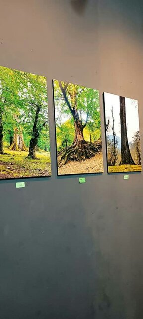 حفاظت از جنگل های هیرکانی حفاظت از تنوع زیستی ایران است