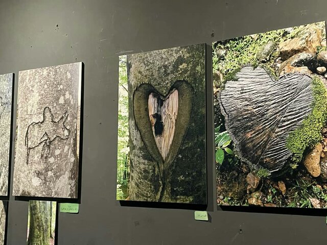 حفاظت از جنگل های هیرکانی حفاظت از تنوع زیستی ایران است