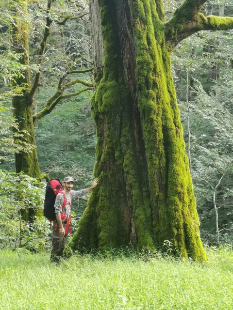 حفاظت از جنگل های هیرکانی حفاظت از تنوع زیستی ایران است