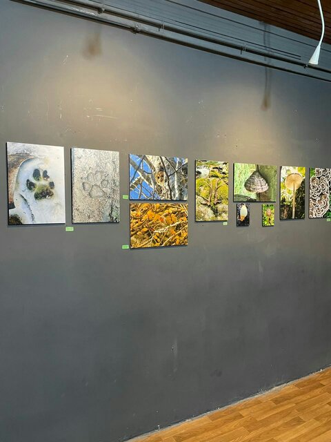 حفاظت از جنگل های هیرکانی حفاظت از تنوع زیستی ایران است