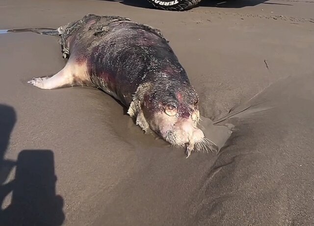 پیدا شدن لاشه فوک خزری در ساحل زیباکنار