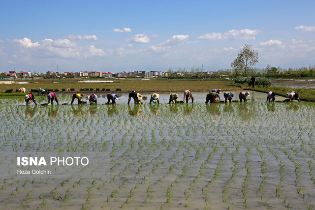 نشاء برنج در شالیزارهای گیلان به ۹۸ درصد رسید نشاء برنج در شالیزارهای گیلان به ۹۸ درصد رسید