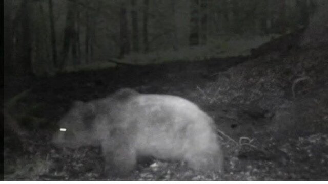 ثبت تصاویری از دو قلاده خرس قهوهای در جنگلهای لنگرود