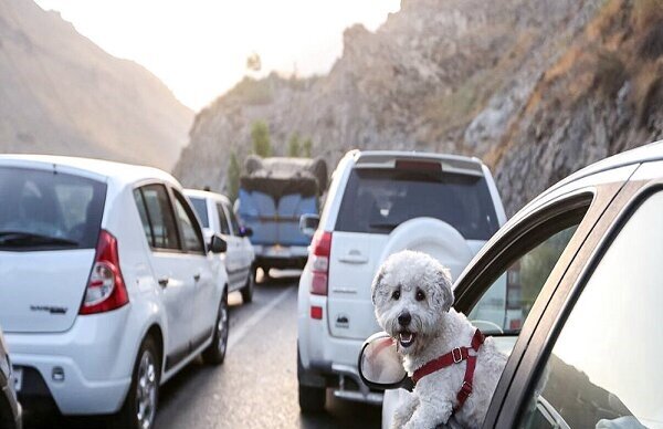 اجرای طرح برخورد با سگگردانی با خودرو در گیلان اجرای طرح برخورد با سگگردانی با خودرو در گیلان
